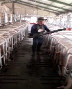 화천발 양돈장 ASF 관련 농가 소독 및 차단방역 사진