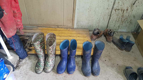 화천발 양돈장 ASF 관련 농가 장화 갈아신기 캠페인 사진