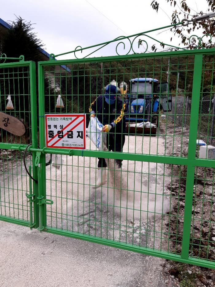 (1014)(철원지부)화천발 양돈장 ASF 관련 철원지역 농가 소독 및 차단방역 사진