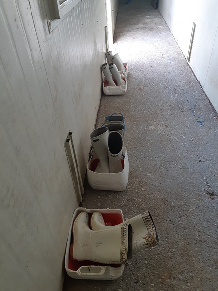 화천발 양돈장 ASF 관련 농가 장화 갈아신기 캠페인 사진