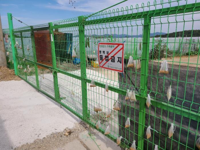 (1014)(철원지부)화천발 양돈장 ASF 관련 철원지역 농가 소독 및 차단방역 사진