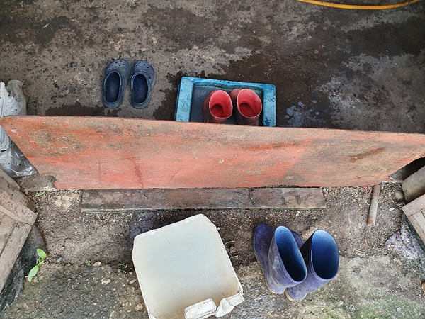 화천발 양돈장 ASF 관련 농가 장화 갈아신기 캠페인 사진