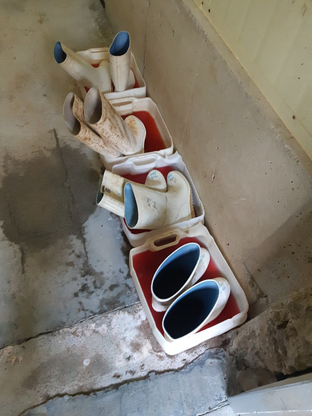 화천발 양돈장 ASF 관련 농가 장화 갈아신기 캠페인 사진